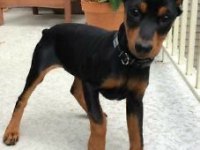 Baby kızıl siyah doberman