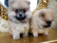 Pomeranian boo yavru 1 buçuk aylık
