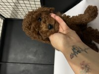 ORJİNAL TAM TOY POODLE BEBEKLER