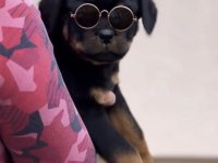 Rottweiler Safkan