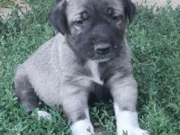 SAFKAN 6 TIRNAKLI SOYLU ÖZEL ÜRETİM KANGAL YAVRULAR