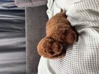 MİNİ BOY TOY POODLE BEBEKLERİM