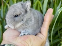 Hollanda Cüce Tavşanlar Netherland Dwarf