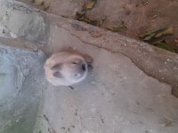 Cüce tavşan