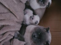 Nadir bulunan safkan Scottish Fold Bluepoint Bebeklerimiz