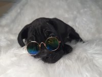 Safkan cane corso yavrularımız