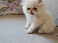 SAFKAN İRAN KEDİSİ YAVRULARI 0 BURUN