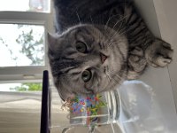 Scottish Fold Kedimize Yuva Arıyoruz