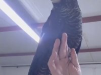 Resmi belgeli yavru evcil red tail black kakadu papağanı
