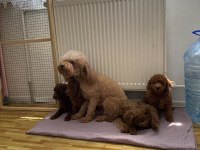 En Güzel Toy Poodle Yavruları Wc Wc Eğitimli Ankara