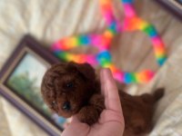 Show kalite poodle yavrular