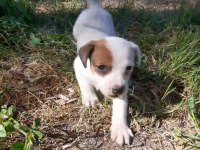 Jack russell yavrularım
