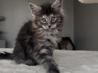 Blacksmoke Maine Coon Yavruları Granddesign Cattery