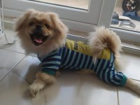 Pekinez köpeğimiz Mocha için yeni yuvasını arıyoruz