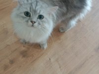 British Longhair silver erkek - british golden black dişi