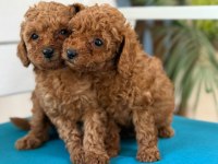 Fotoğraftan daha güzel poodle yavrular