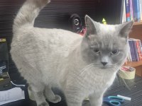British shorthair bende buradayım evimi arıyorum