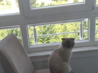 Yetişkin scottish fold cins temiz