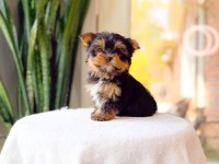 Sevimli Yorkshire Terrier Yavrumuz Yeni Ailesini Arıyor
