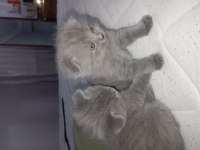 45 günlük scottish fold bebeklerim sahiplendirmeye hazır