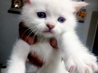 British blue point yavrular