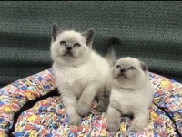 Türkiyenin En Güzel British Shorthair Bebekleri