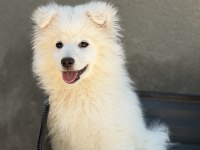 Babyface Samoyed Yavrumuz