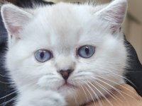 BRİTİSH BLUE POİNT DİŞİ VE ERKEK YENI YUVALARINI ARIYOR