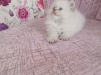 British Longhair Golden point Erkek