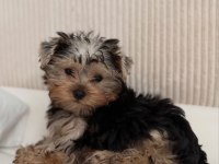 Ev Ortamından Yorkshire Terrier Yavrular