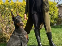 Üst Kalite King Doberman Yavrularım