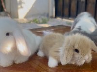 Hollanda lop tavşanı mavi gözler