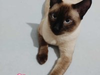 2 AYLIK YAVRU MELEZ KEDİLER