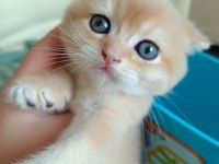 Safkan british shorthair bebeklerimiz