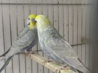 Üretimi bitiriyoruz Uygun Rainbow ve İri Çek kuşlar