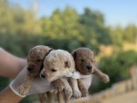rezerveye açık 3 erkek toy poodle