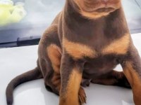 Şampiyon soydan doberman yavrular