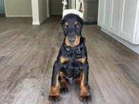 Doberman kapıda ödemeli çiftlik kredi kartı geçer