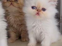 İran bebekler persian exotic ws