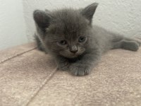 british shorthair 2 tane yavrumuz