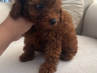 Toy poodle 3 aylık