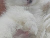 10 güne hazır kar beyaz yavru köpekler