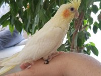 1 aylık sultan papağanı yavrular