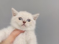 British shorthair linç point