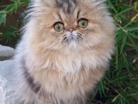 İran chinchilla safkan