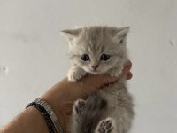 Safkan British Shorthair Yavrularımız