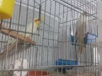 Albino lutino takım sultan papağanı
