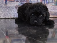 Silver black poodle yavrular