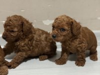 TOY POODLE BEBEKLER