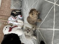 2 adet scottish fold
